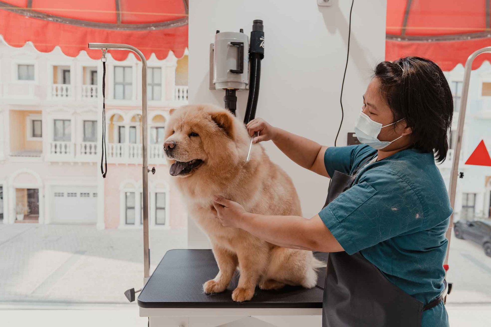Grooming & Bathing Nova Vets Clinic & Hotel